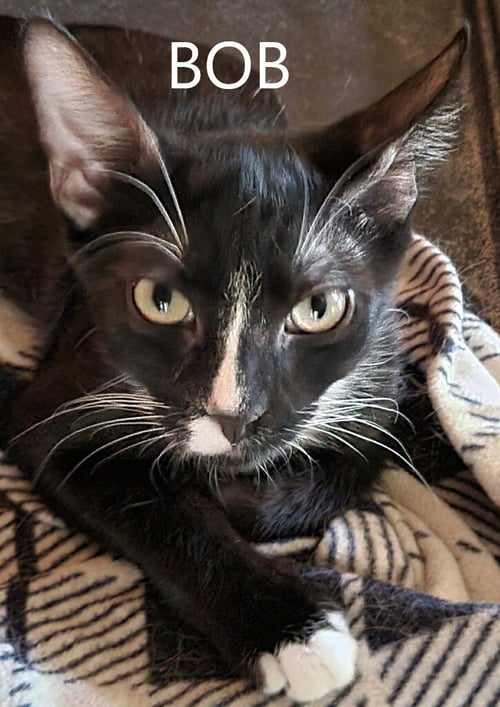 BOB - Domestic Short Hair available for adoption