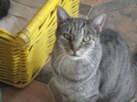 Tigger - Photo 6