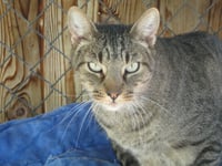 Tigger - Photo 2