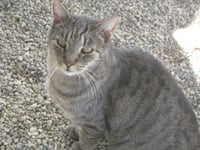 Tigger - Photo 5