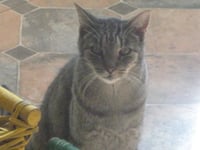 Tigger - Photo 1