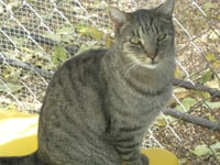 Tigger - Photo 3