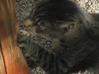 Tigger - Photo 4