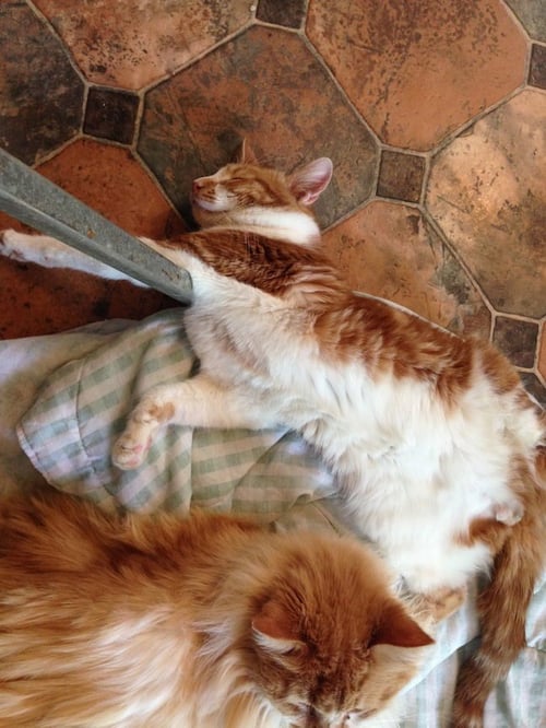 BUTTERSCOTCH - Tabby available for adoption