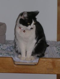 Roxie - Photo 1