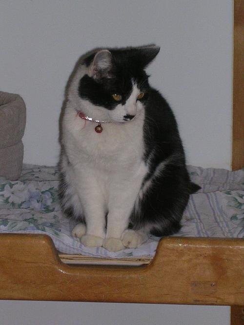 ROXIE - Domestic Short Hair available for adoption