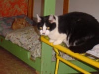 Roxie - Photo 2