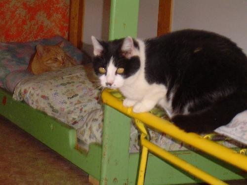ROXIE - Domestic Short Hair available for adoption
