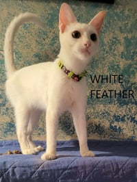 White Feather - Photo 1