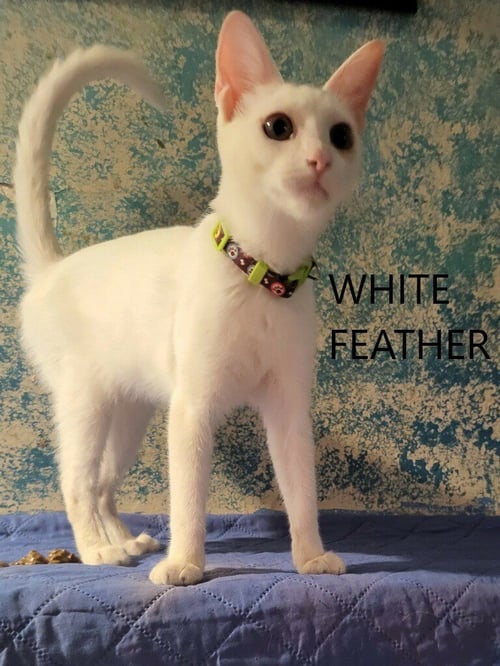WHITE FEATHER - American Shorthair available for adoption