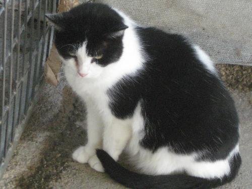 PANDA - SPONSOR ONLY - Domestic Short Hair available for adoption