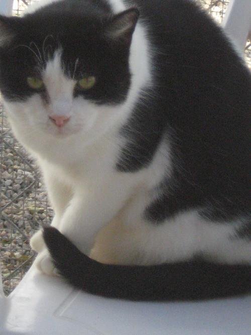 PANDA - SPONSOR ONLY - Domestic Short Hair available for adoption