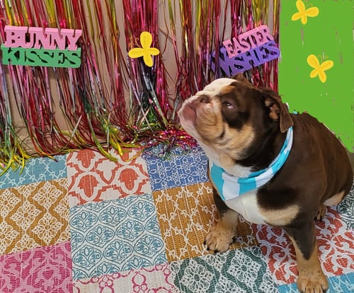 BO - English Bulldog available for adoption