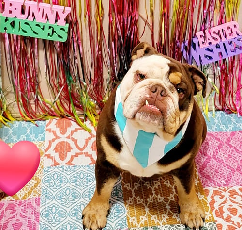 BO - English Bulldog available for adoption