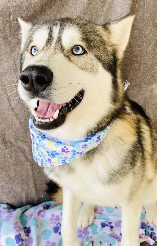 WINTER - Husky available for adoption