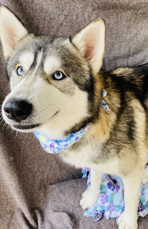 WINTER - Husky available for adoption