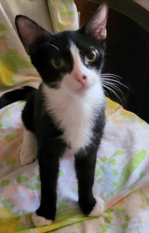 ARCHI - Domestic Short Hair available for adoption