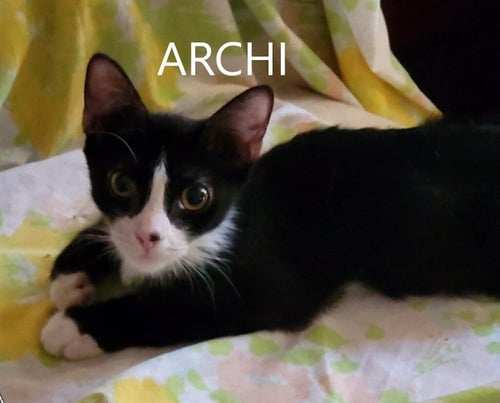ARCHI - Domestic Short Hair available for adoption