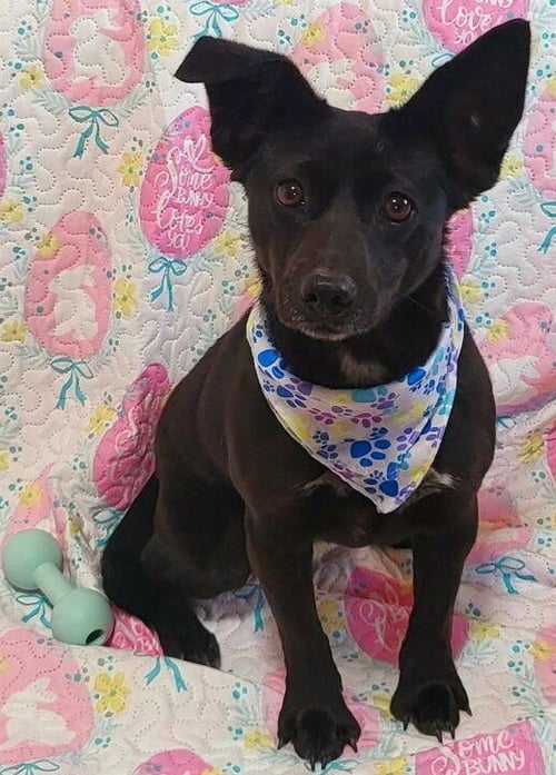 PIPER - Chihuahua available for adoption