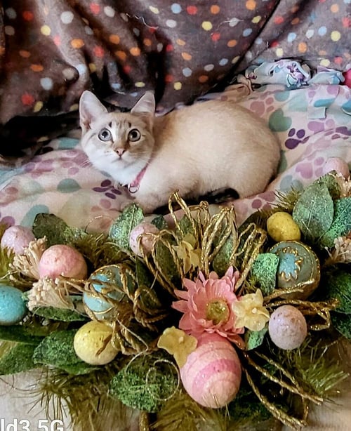 ELSA - Siamese available for adoption