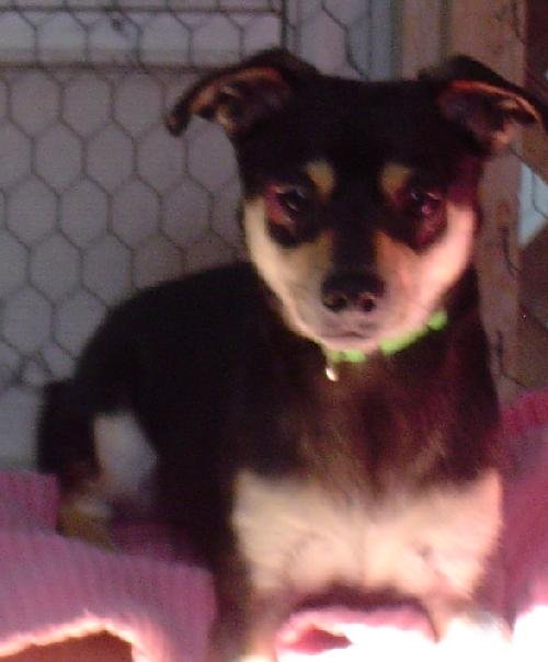 NICKY - Chihuahua available for adoption