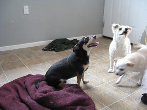 NICKY - Chihuahua available for adoption