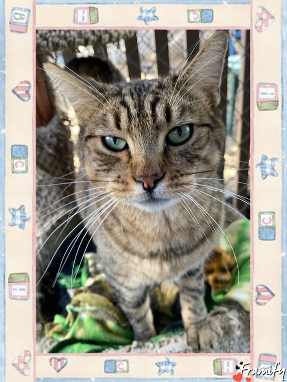 Tom Image