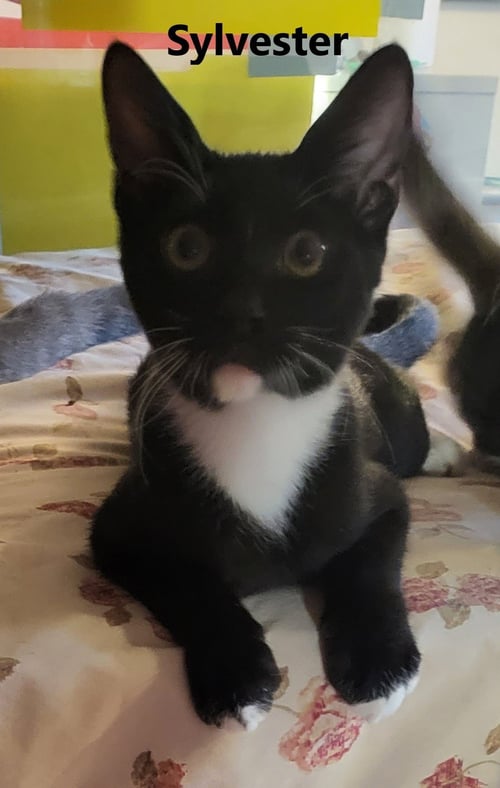 SYLVESTER - American Shorthair available for adoption