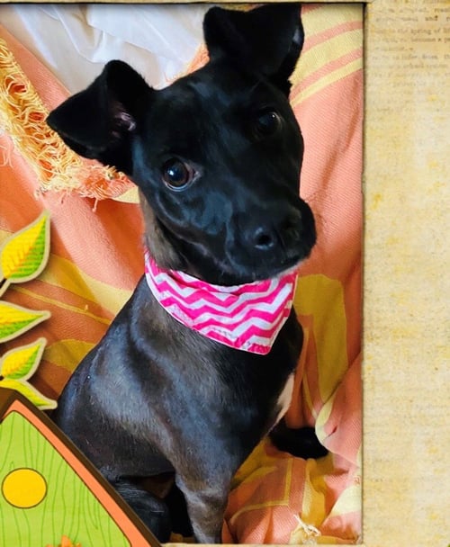 SOFI - Chihuahua available for adoption