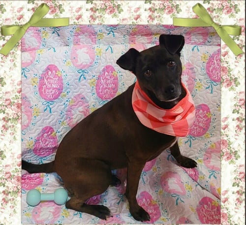 SOFI - Chihuahua available for adoption