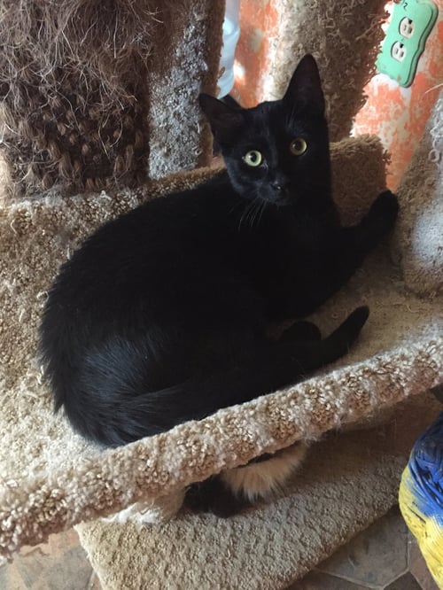 SOLOMON - Domestic Medium Hair available for adoption