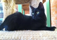 Solomon - Photo 2