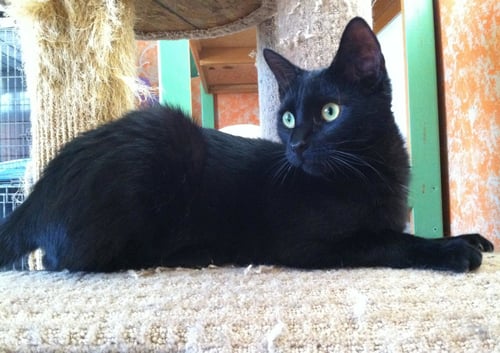 SOLOMON - Domestic Medium Hair available for adoption