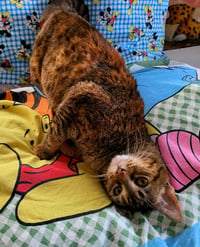 Honey - Photo 3
