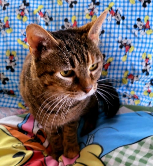 HONEY - Dilute Tortoiseshell available for adoption