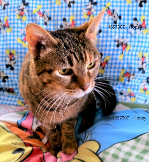 HONEY - Dilute Tortoiseshell available for adoption