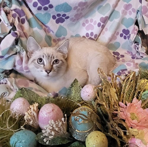BAMBOO - Siamese available for adoption