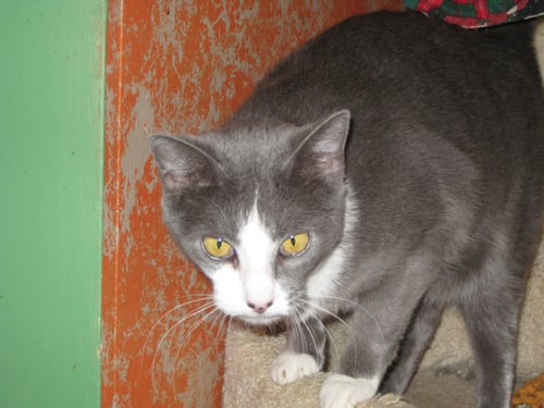 SMOKEY - Domestic Short Hair available for adoption