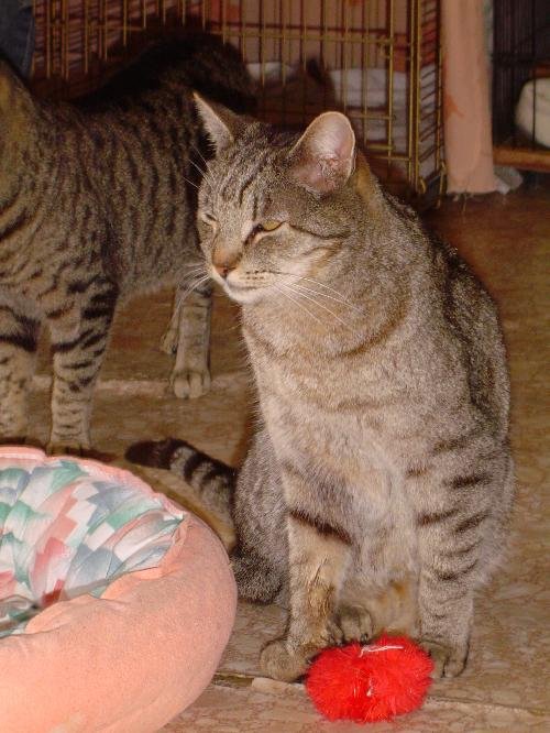 MOMMA - Domestic Short Hair available for adoption