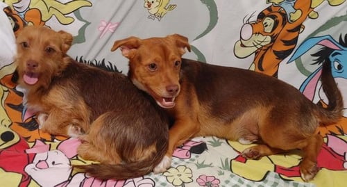 NALA NEEDS TO GO WITH CIMBA - Chihuahua / Terrier available for adoption