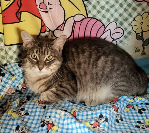 CAPTAIN - Tabby available for adoption