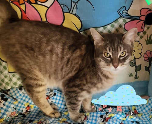 CAPTAIN - Tabby available for adoption