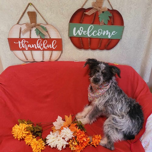 PEACHES - Terrier available for adoption