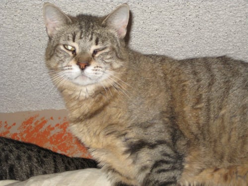 BELLA - Tabby available for adoption
