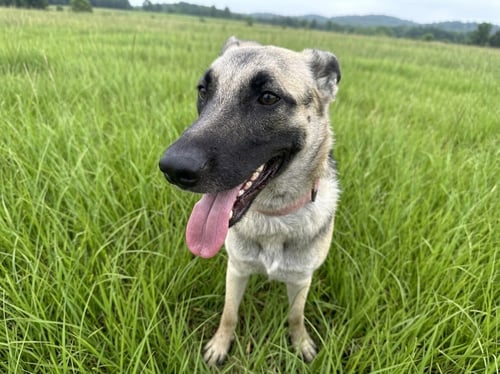 SANDY - German Shepherd Dog available for adoption