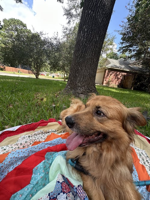 CHARLIE - Golden Retriever available for adoption