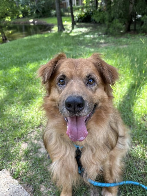 CHARLIE - Golden Retriever available for adoption
