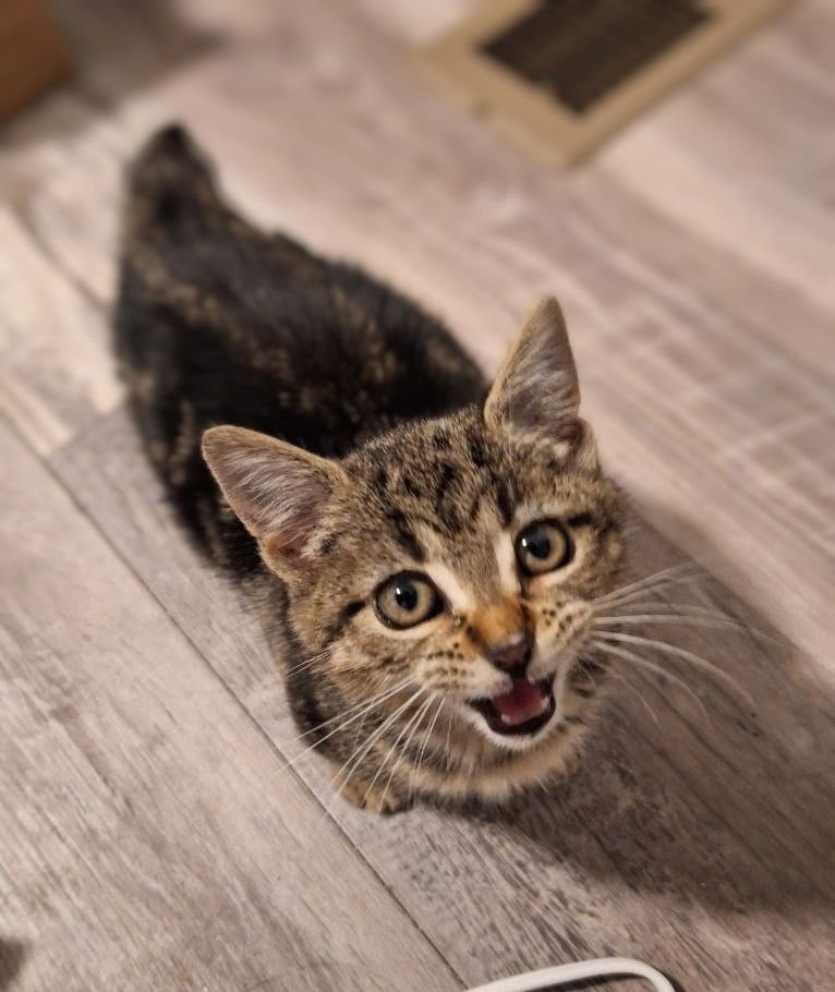 BELLA BOB - Domestic Short Hair available for adoption