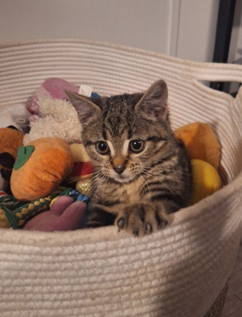 BELLA BOB - Domestic Short Hair available for adoption