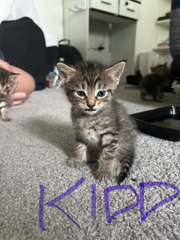 Kidd Image
